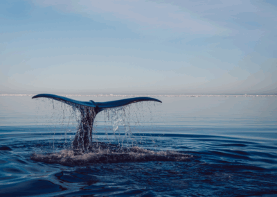 Sir David Attenborough Turns 99: Why His Message Matters To Every Business